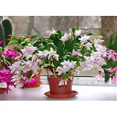 Шлюмбергера белая - Schlumbergera D17 H30