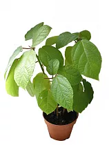 Бомерия - Boehmeria D12 H20