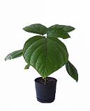 Бомерия - Boehmeria D12 H30