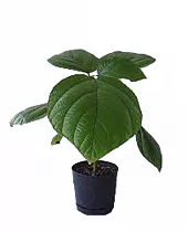 Бомерия - Boehmeria D12 H30