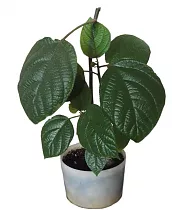 Бомерия - Boehmeria D14 H40