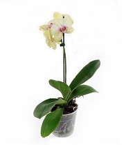 Фаленопсис - Phalaenopsis Fancy Fresco  D12 H50