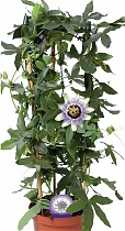Пассифлора Эдулис Фредерик - Passiflora edulis Frederick D18 H100