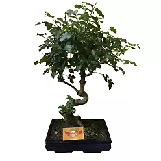 Бонсай Лигуструм D24 H50