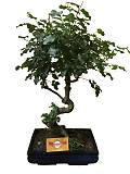 Бонсай Лигуструм D24 H50