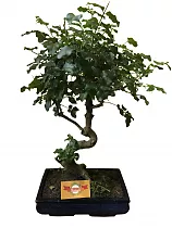 Бонсай Лигуструм D24 H50