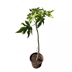 Папайя, или дынное дерево - Carica papaya D18 H70