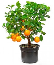 Мандариновое дерево привитое - Citrus reticulata D14 H35