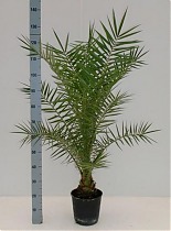 Пальма Финик Канарский - Phoenix canariensis D25 H130