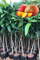 Манго Гомера 3 - Mangifera Gomer 3 D18 H140-165см