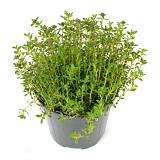 Чабер горный - Satureja montana D14 H25