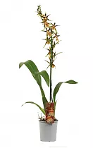 Камбрия 1 цветонос - Cambria mystic Maze D12 H60