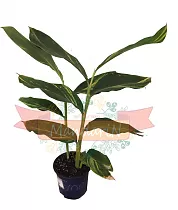 Имбирь - Zingiber D14 H40