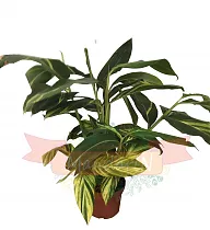 Имбирь - Zingiber D17 H60