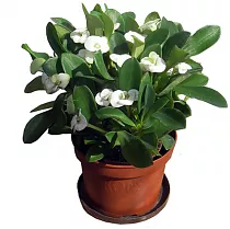 Эуфорбия Миля белая - Euphorbia milii 'White' D12 H20