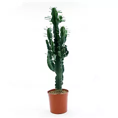 Эуфорбия Эритрея - Euphorbia eritrea D24 H120
