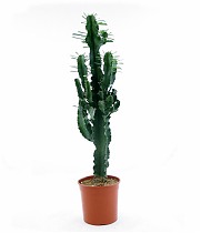 Эуфорбия Эритрея - Euphorbia eritrea D24 H120