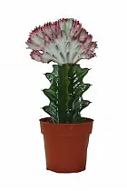 Эуфорбия лактея кристата - Euphorbia lactea forma cristata D5 H15