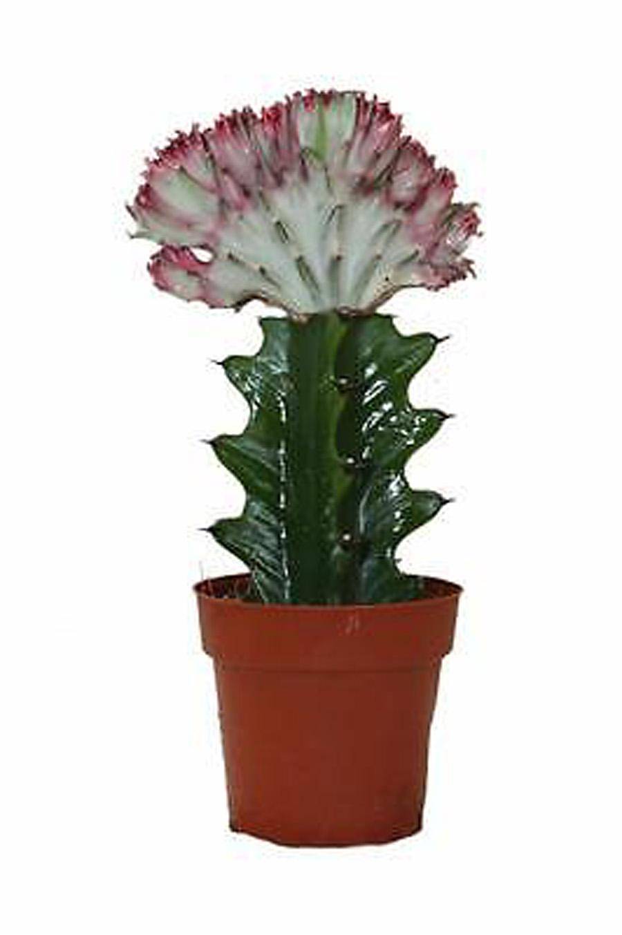 Эуфорбия лактея кристата - Euphorbia lactea forma cristata D5 H15