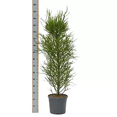 Молочай тирукалли - Euphorbia tirucalli D35 H150