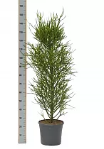 Молочай тирукалли - Euphorbia tirucalli D35 H150