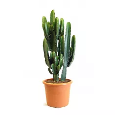 Эуфорбия Эритрея - Euphorbia eritrea D19 H60