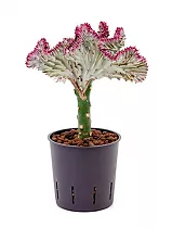 Эуфорбия лактея кристата - Euphorbia lactea forma cristata D12 H30