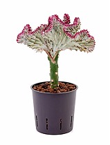 Эуфорбия лактея кристата - Euphorbia lactea forma cristata D12 H30