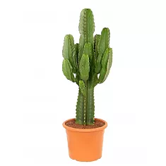 Эуфорбия Эритрея - Euphorbia eritrea D21 H70
