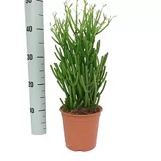 Молочай тирукалли - Euphorbia tirucalli D21 H50