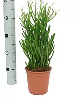 Молочай тирукалли - Euphorbia tirucalli D21 H50