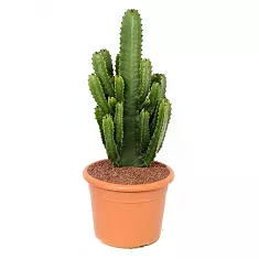 Молочай Акреренсис - Euphorbia Acruensis D20 H50