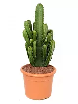 Молочай Акреренсис - Euphorbia Acruensis D20 H50
