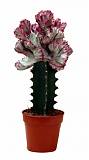 Эуфорбия лактея кристата - Euphorbia lactea forma cristata D5 H12
