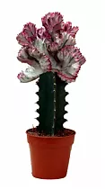 Эуфорбия лактея кристата - Euphorbia lactea forma cristata D5 H12