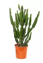 Эуфорбия Триангуларис - Euphorbia triangularis D14 H50