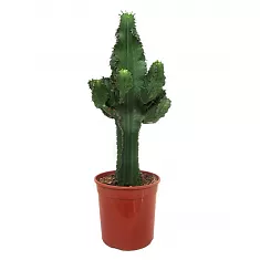 Эуфорбия Эритрея - Euphorbia eritrea D24 H80