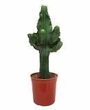 Эуфорбия Эритрея - Euphorbia eritrea D24 H80