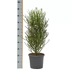 Молочай тирукалли - Euphorbia tirucalli D24 H90