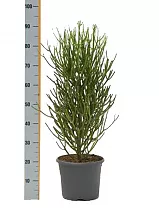 Молочай тирукалли - Euphorbia tirucalli D24 H90