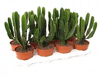 Эуфорбия Триангуларис - Euphorbia triangularis D13 H35