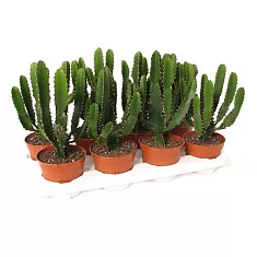 Эуфорбия Триангуларис - Euphorbia triangularis D13 H35
