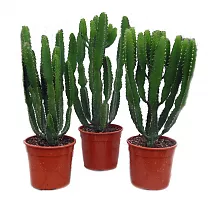 Эуфорбия Триангуларис - Euphorbia triangularis D13 H40