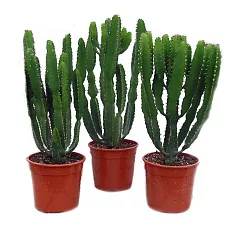 Эуфорбия Триангуларис - Euphorbia triangularis D13 H40