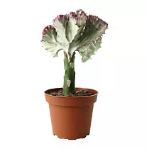 Эуфорбия лактея кристата - Euphorbia lactea forma cristata D9 H20