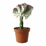 Эуфорбия лактея кристата - Euphorbia lactea forma cristata D9 H20