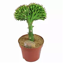 Эуфорбия лактея кристата - Euphorbia lactea forma cristata D12 H25