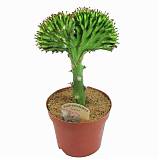Эуфорбия лактея кристата - Euphorbia lactea forma cristata D12 H25
