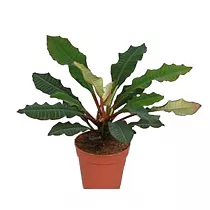 Молочай беложильчатый ( беложилковый) - Euphorbia leuconeura D12 H25