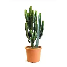 Молочай Акреренсис - Euphorbia Acruensis D25 H80